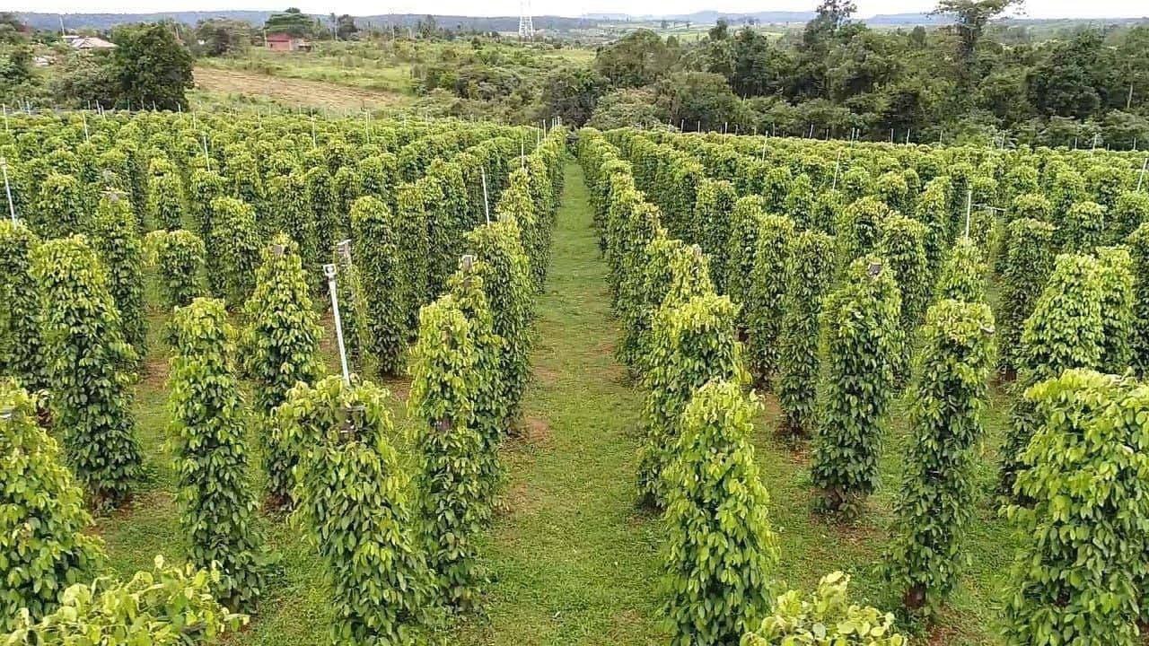 ក្នុងឆ្នាំ២០២៥ កម្ពុជានាំចេញម្រេចបានជាង១០០តោន