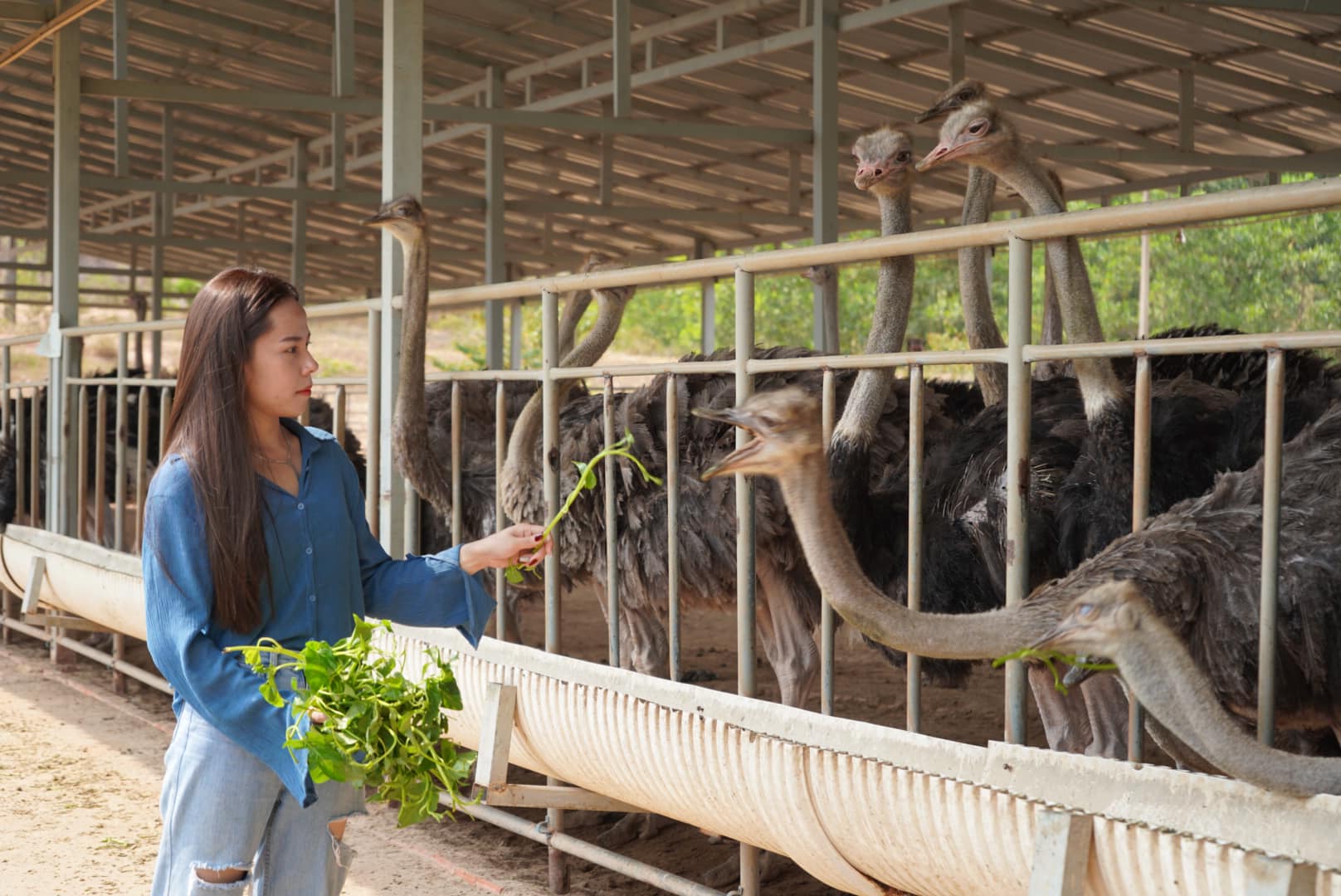 វីដេអូ ៖ កិច្ចសម្ភាសន៍រវាងក្រុមការងារវិទ្យុជាតិកម្ពុជា ជាមួយកសិដ្ឋានកសិទេសចរណ៍អូរត្រជាក់ចិត្តដែលមានចិញ្ចឹមសត្វអូទ្រីសចំនួនជាង ២០០ក្បាល និងសត្វចៀមជិត៣០០ក្បាល ដើម្បីទាក់ទាញភ្ញៀវទេសចរ នៅខេត្តព្រះសីហនុ