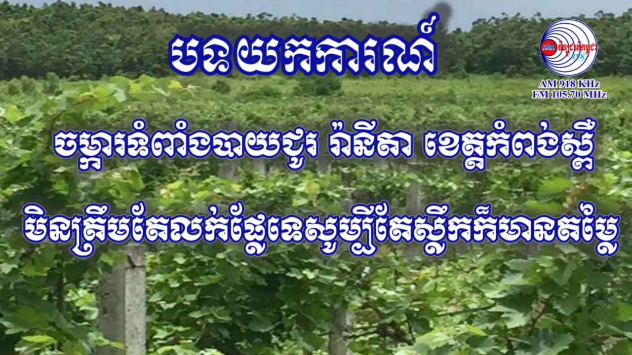 បទយកការណ៍ស្តីពី ៖ ចម្ការ«ទំពាំងបាយជូររ៉ានីតា»ខេត្តកំពង់ស្ពឺ មិនត្រឹមតែលក់ផ្លែទេសូម្បីតែស្លឹកក៏មានតម្លៃ