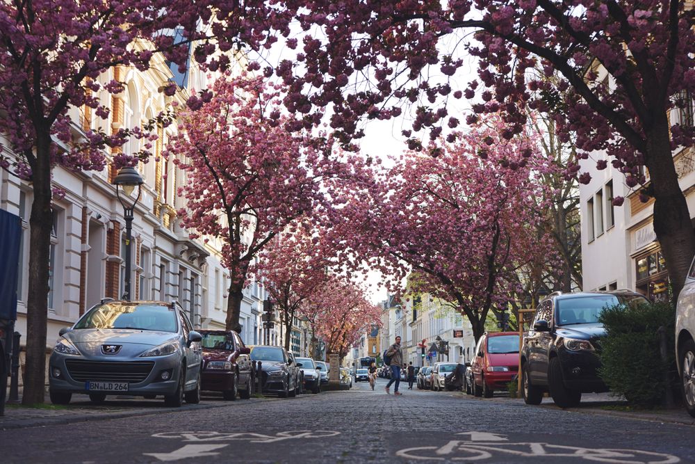 Allee in Bonn mit rosa Bäumen