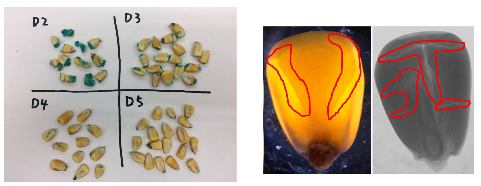 Harvest-induced corn kernel damage: external (left) and internal (right)