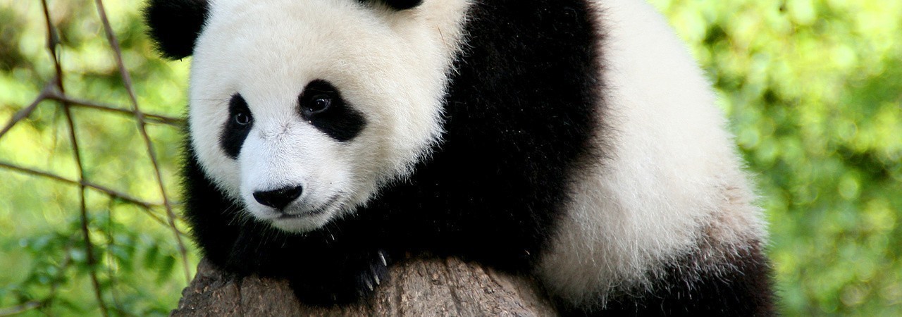 Панда без кругов. Панда без пятен. Панда без черных кругов. Панда без черных кругов под глазами. Панда без чёрных пятен.