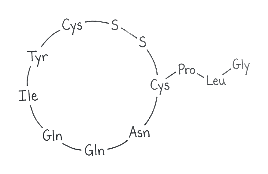 Oxytocin molecular structure (C₄₃H₆₆N₁₂O₁₂S₂ · 1007.19 g/mol)