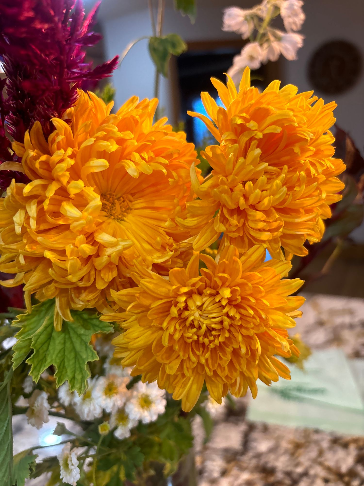 CHRYSANTHEMUM x Cheerleader