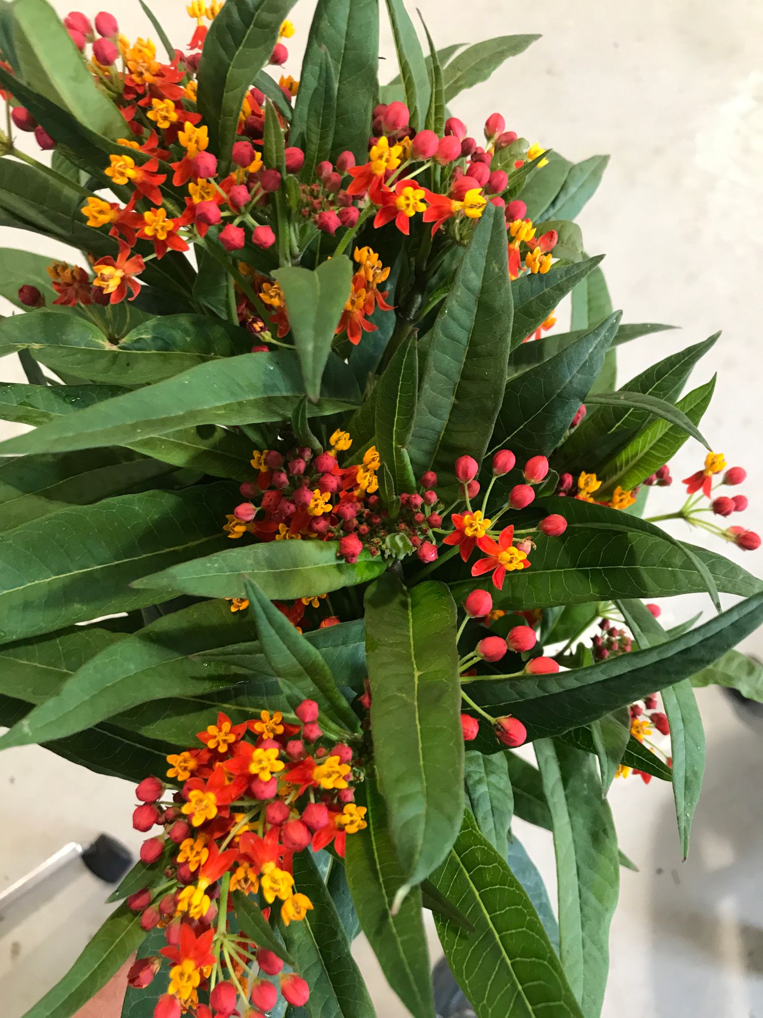 ASCLEPIAS curassavica Apollo Orange