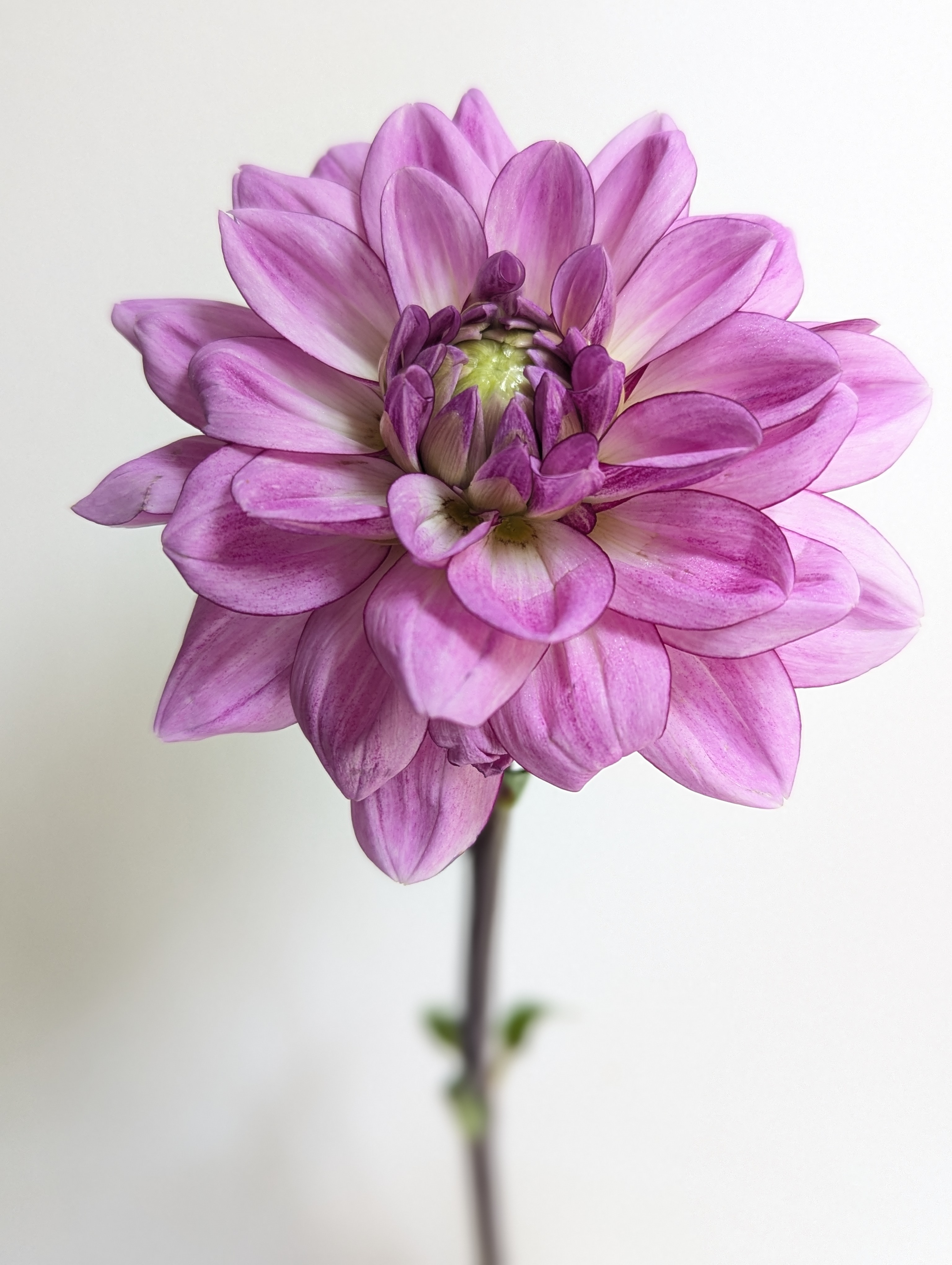 DAHLIA Decorative