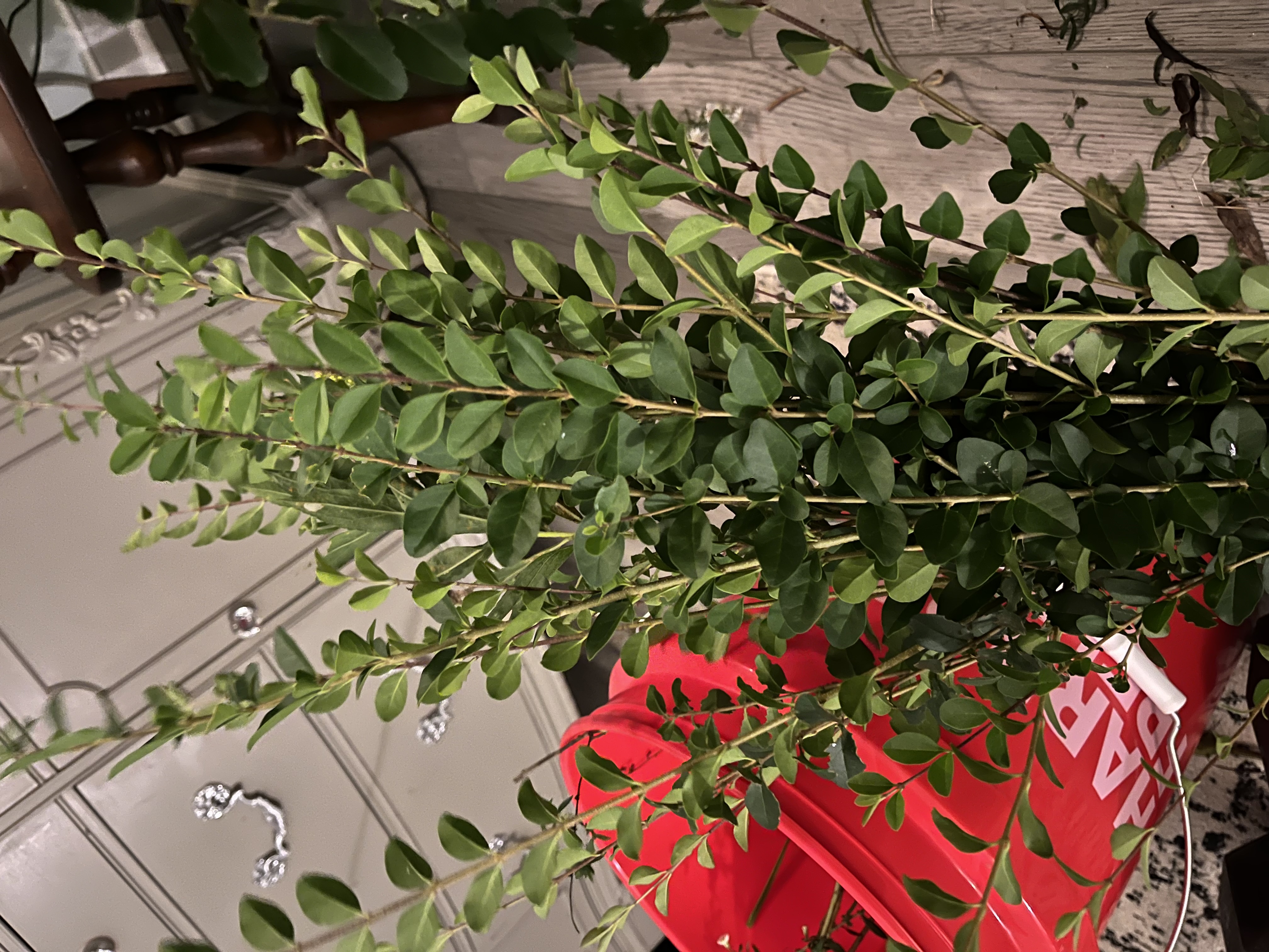 LIGUSTRUM