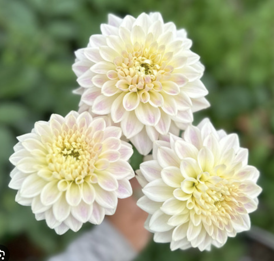 DAHLIA Quiet Splendor