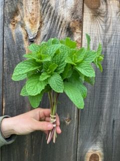 MENTHA spicata Kentucky Colonel