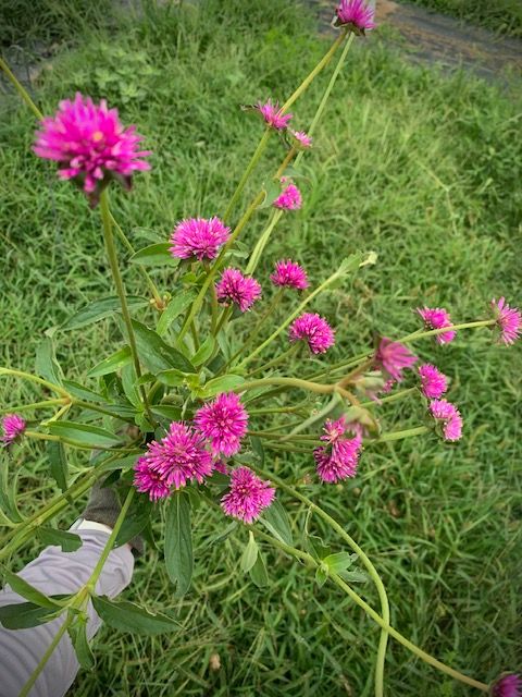 GOMPHRENA globosa Firework