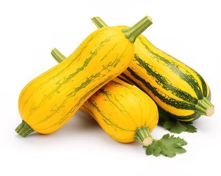 Cucurbit: Squash, Delicata