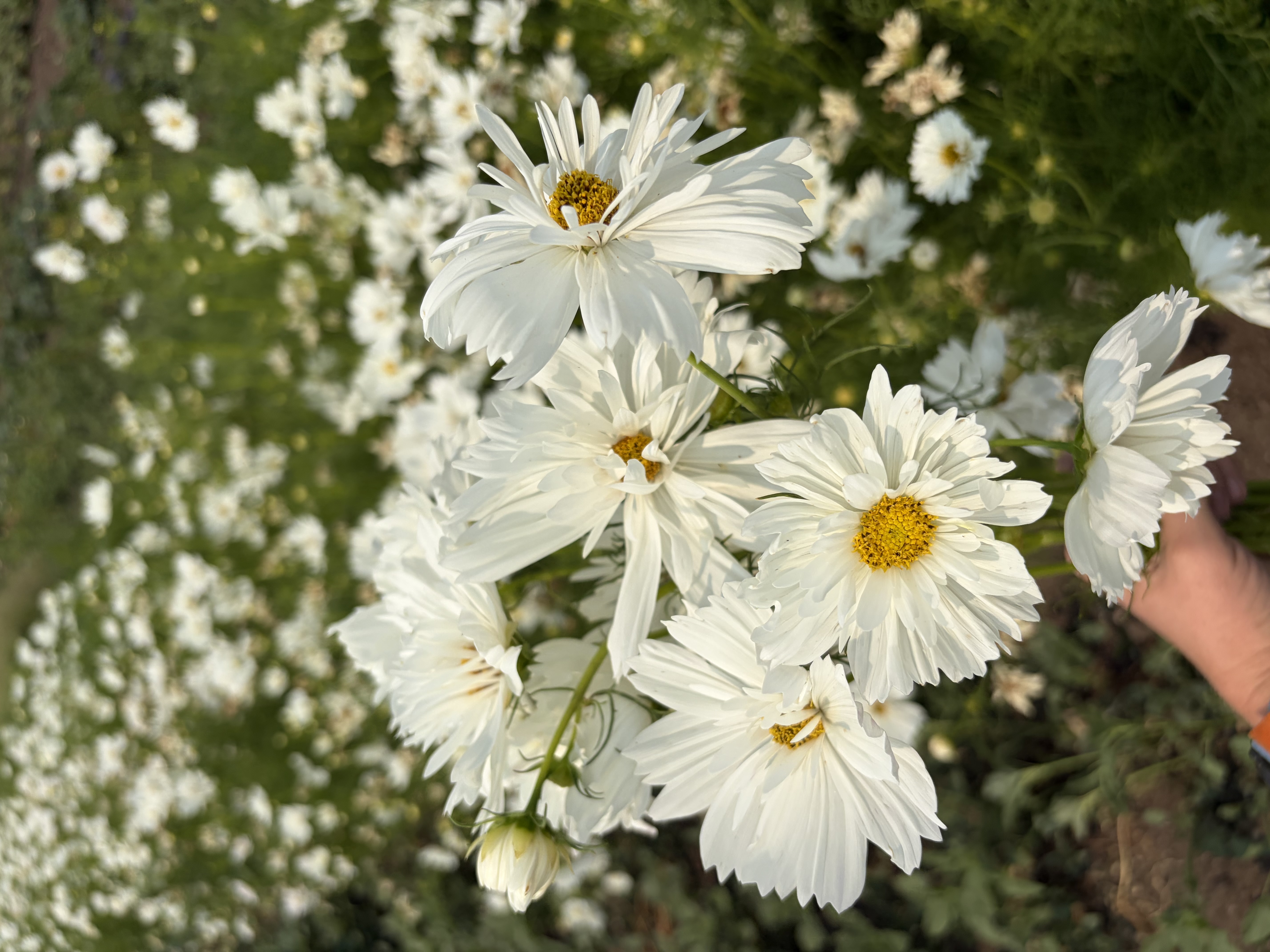 COSMOS bipinnatus Fizzy