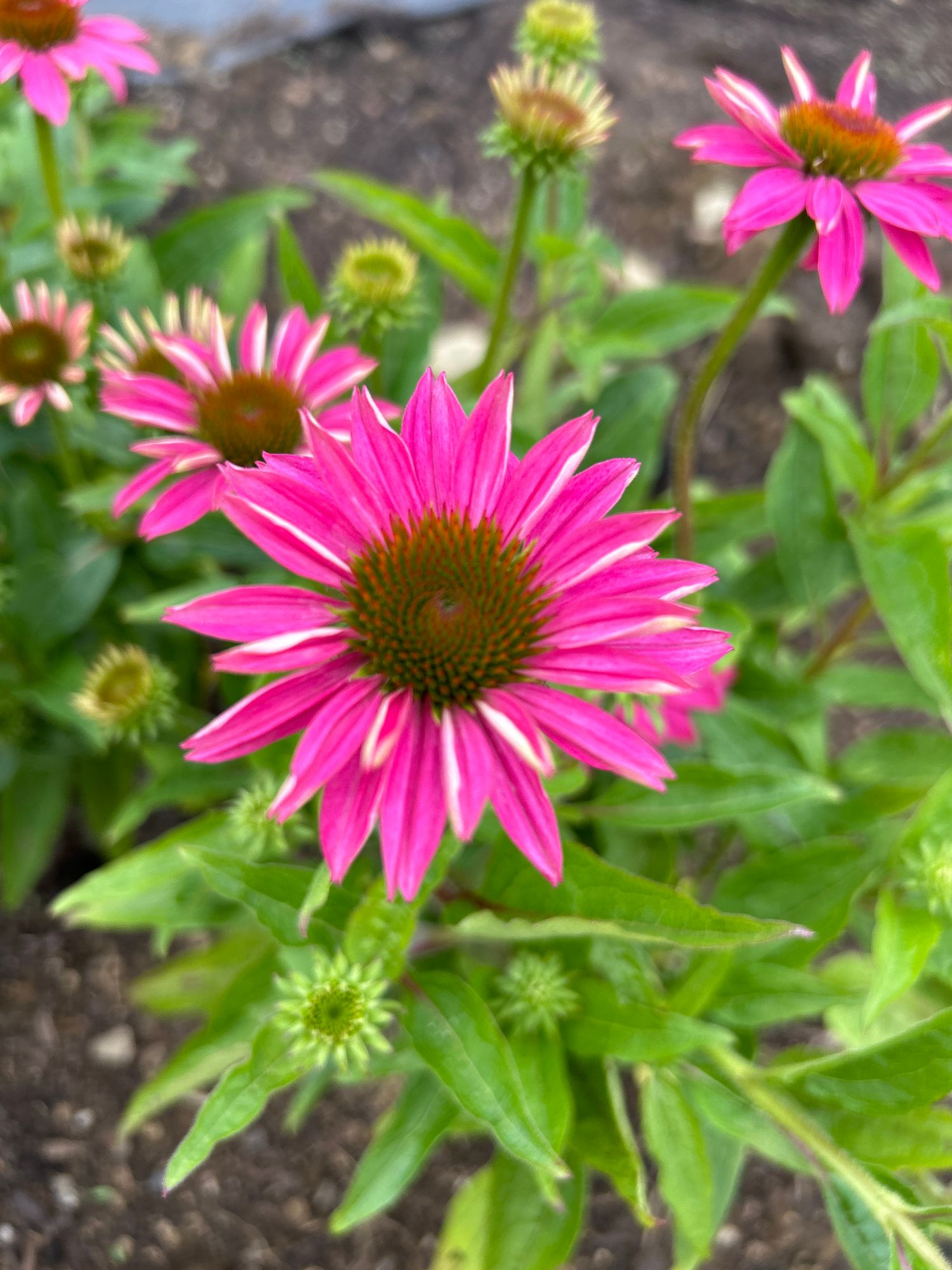 ECHINACEA purpurea