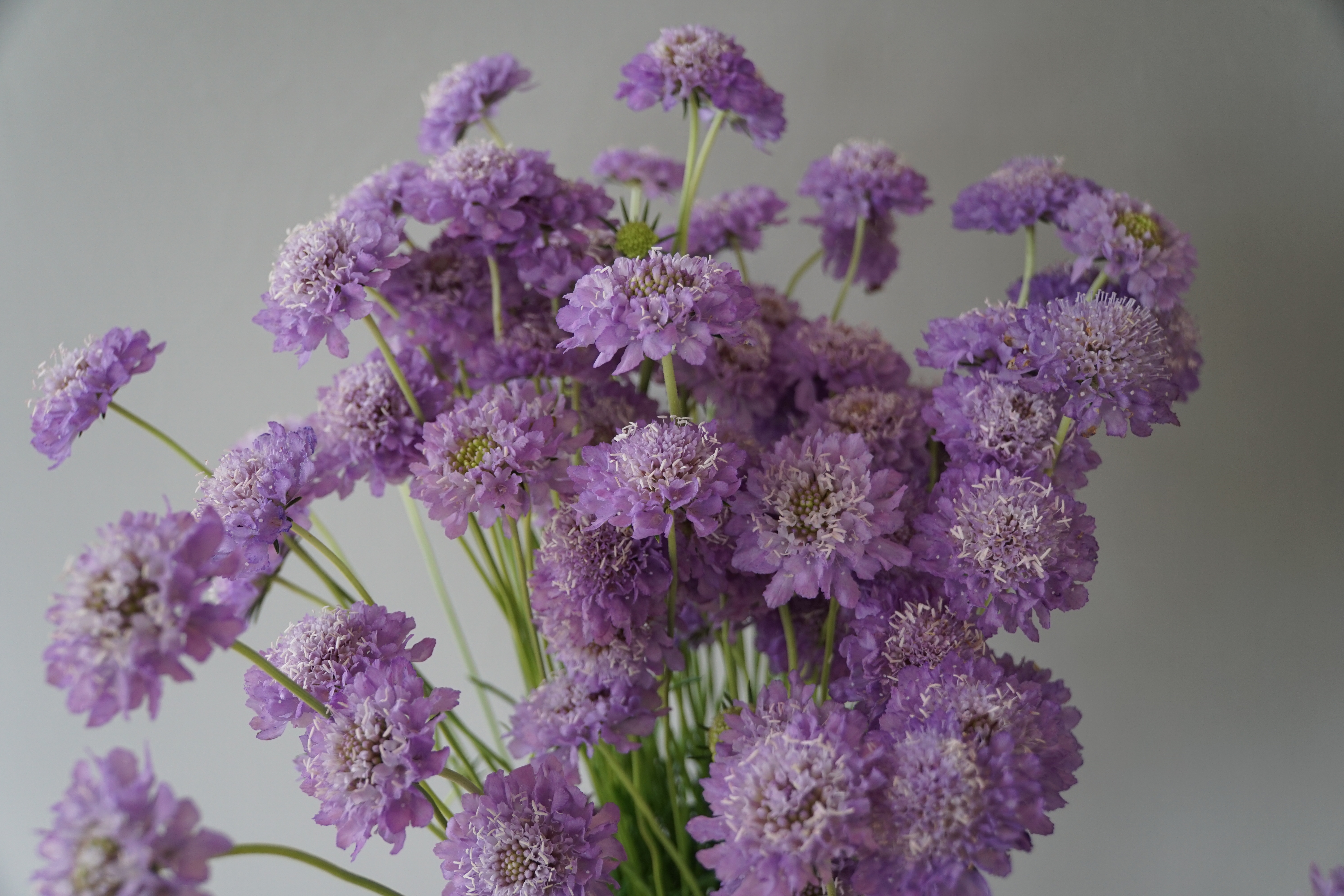 SCABIOSA atropurpurea x caucasica Focal Scoop