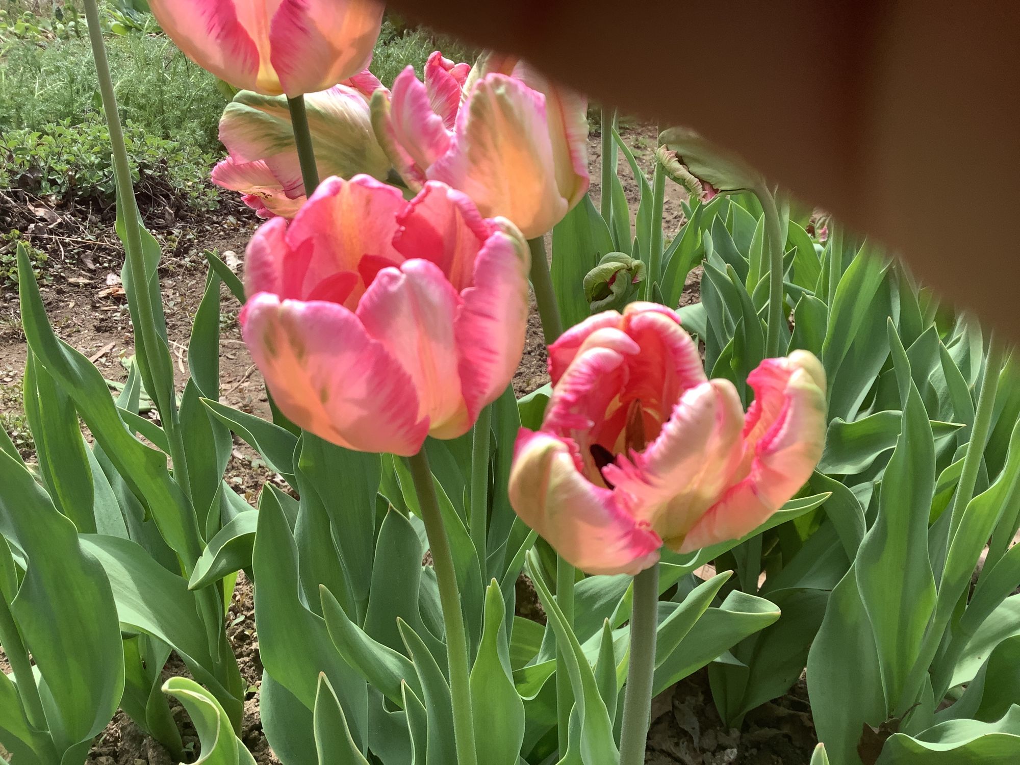 TULIPA Pink Vision