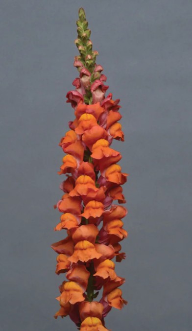 ANTIRRHINUM majus Cool Orange
