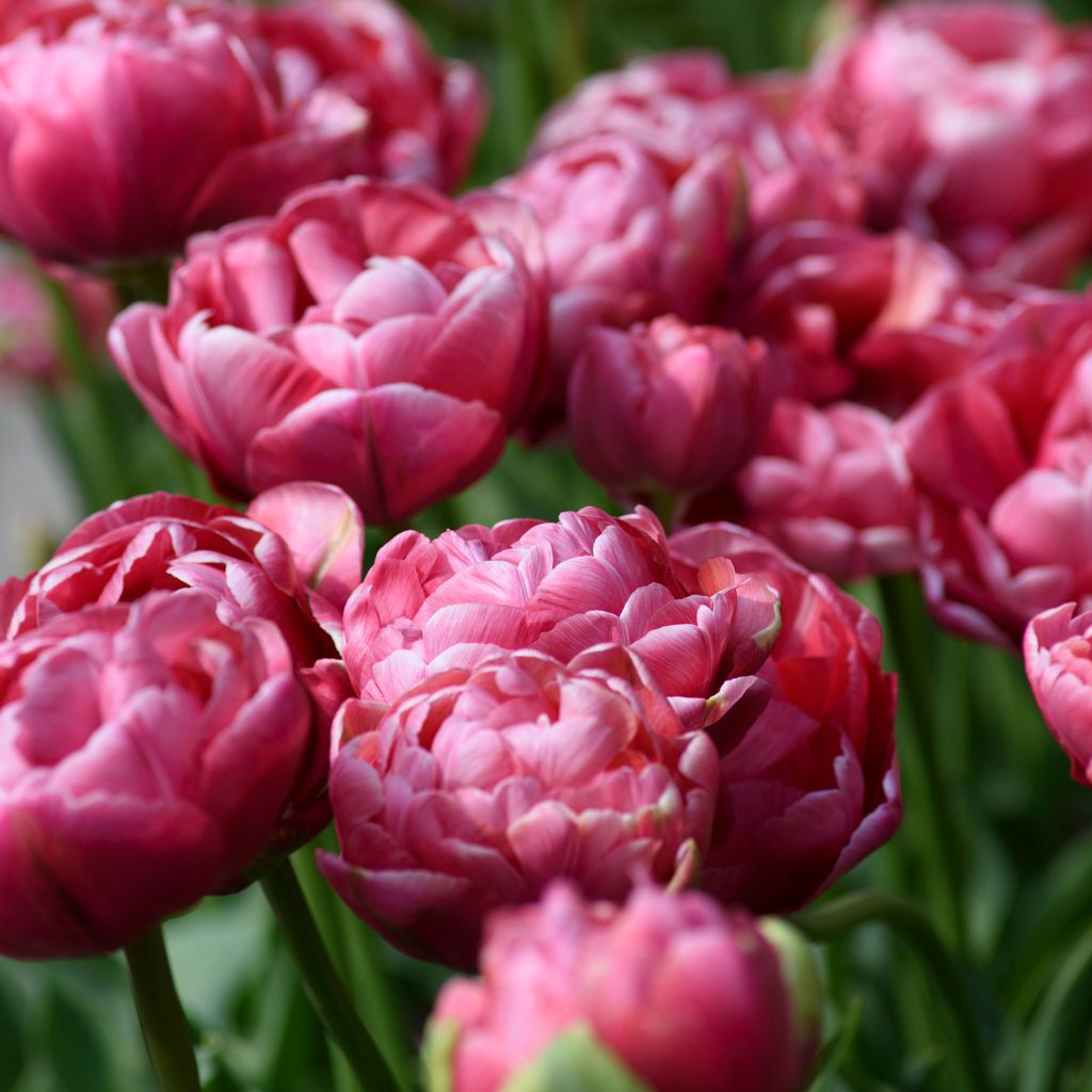 TULIPA Wedding Gift
