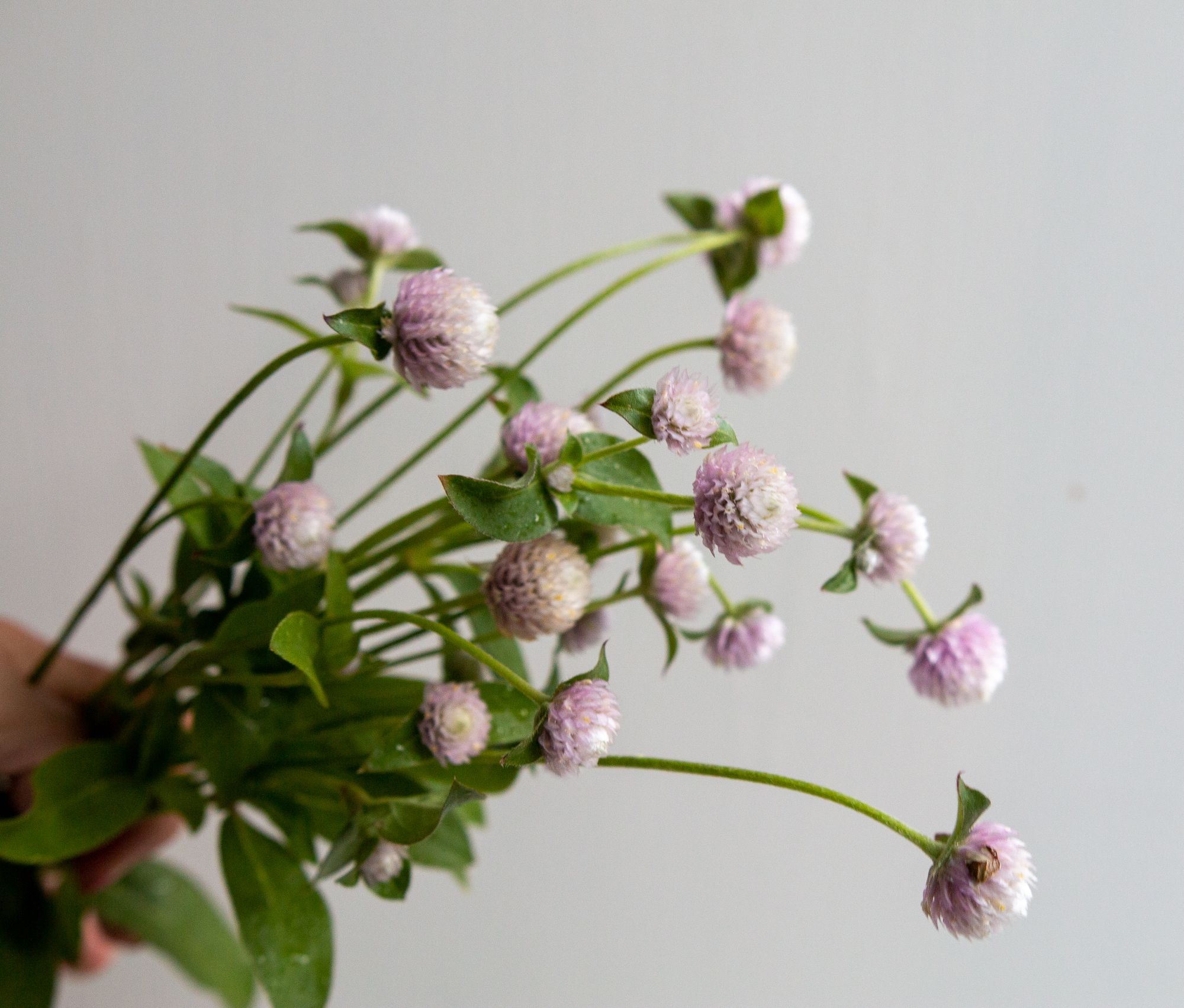 GOMPHRENA haageana QIS