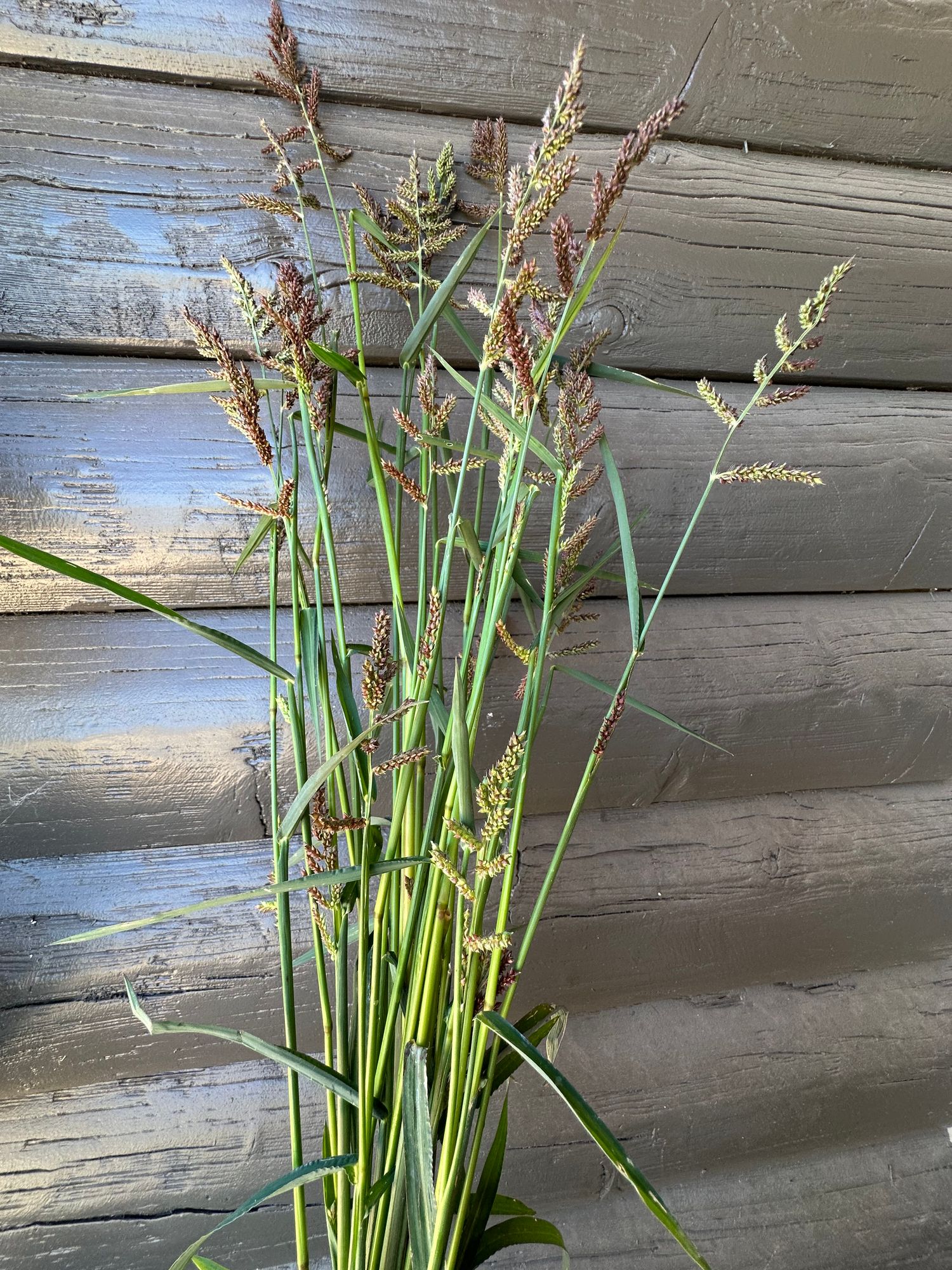 PANICUM virgatum Niagara Falls