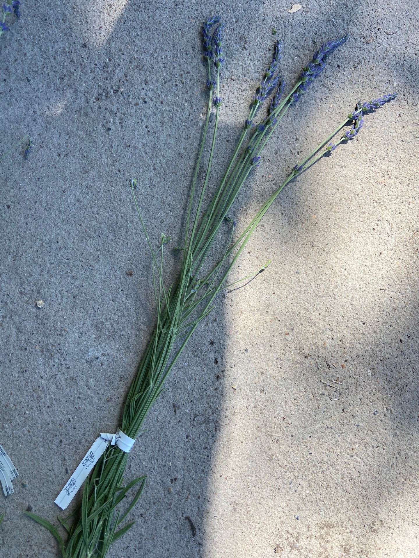 LAVENDULA x intermedia Phenomenal