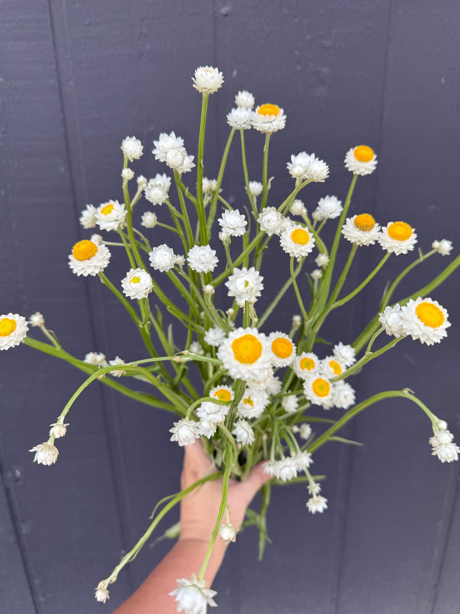 AMMOBIUM alatum