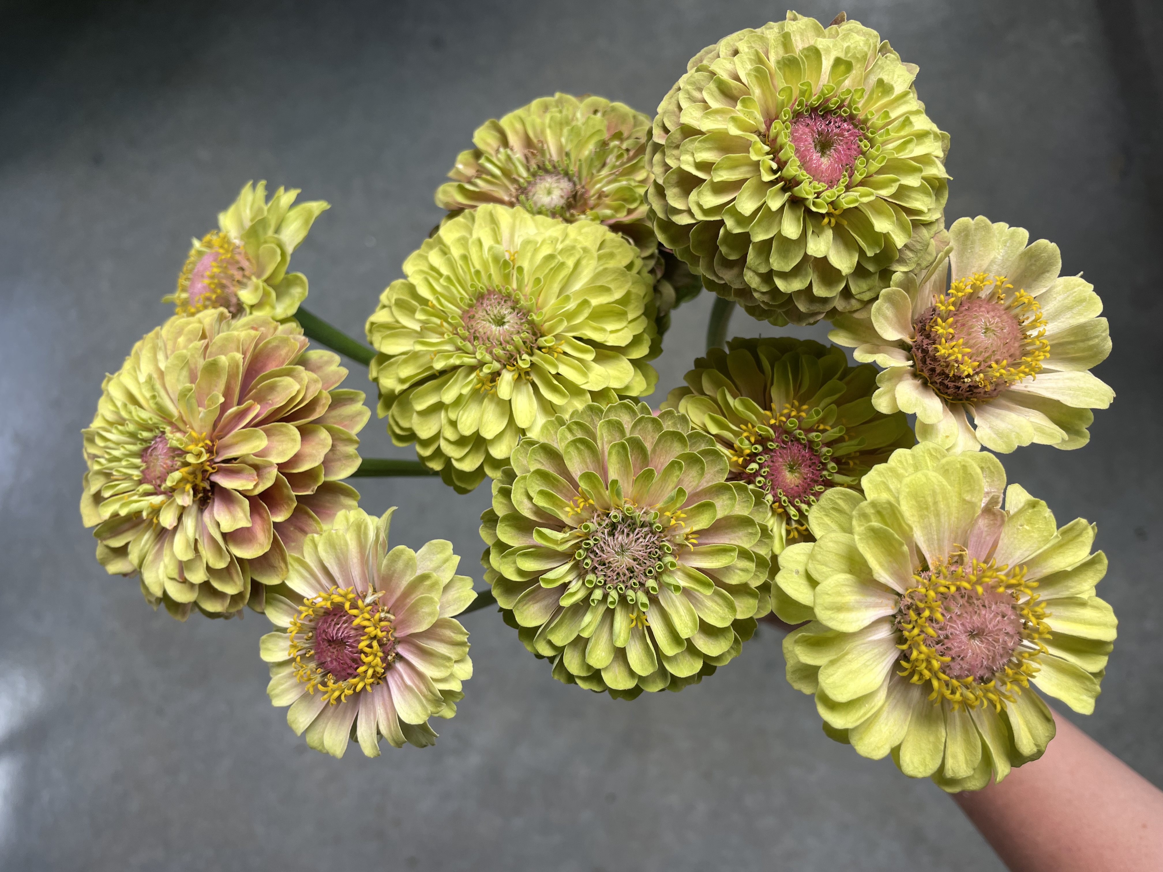ZINNIA elegans Queeny Lime Blush