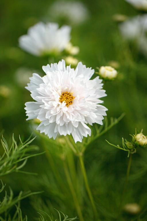 COSMOS bipinnatus Double Dutch