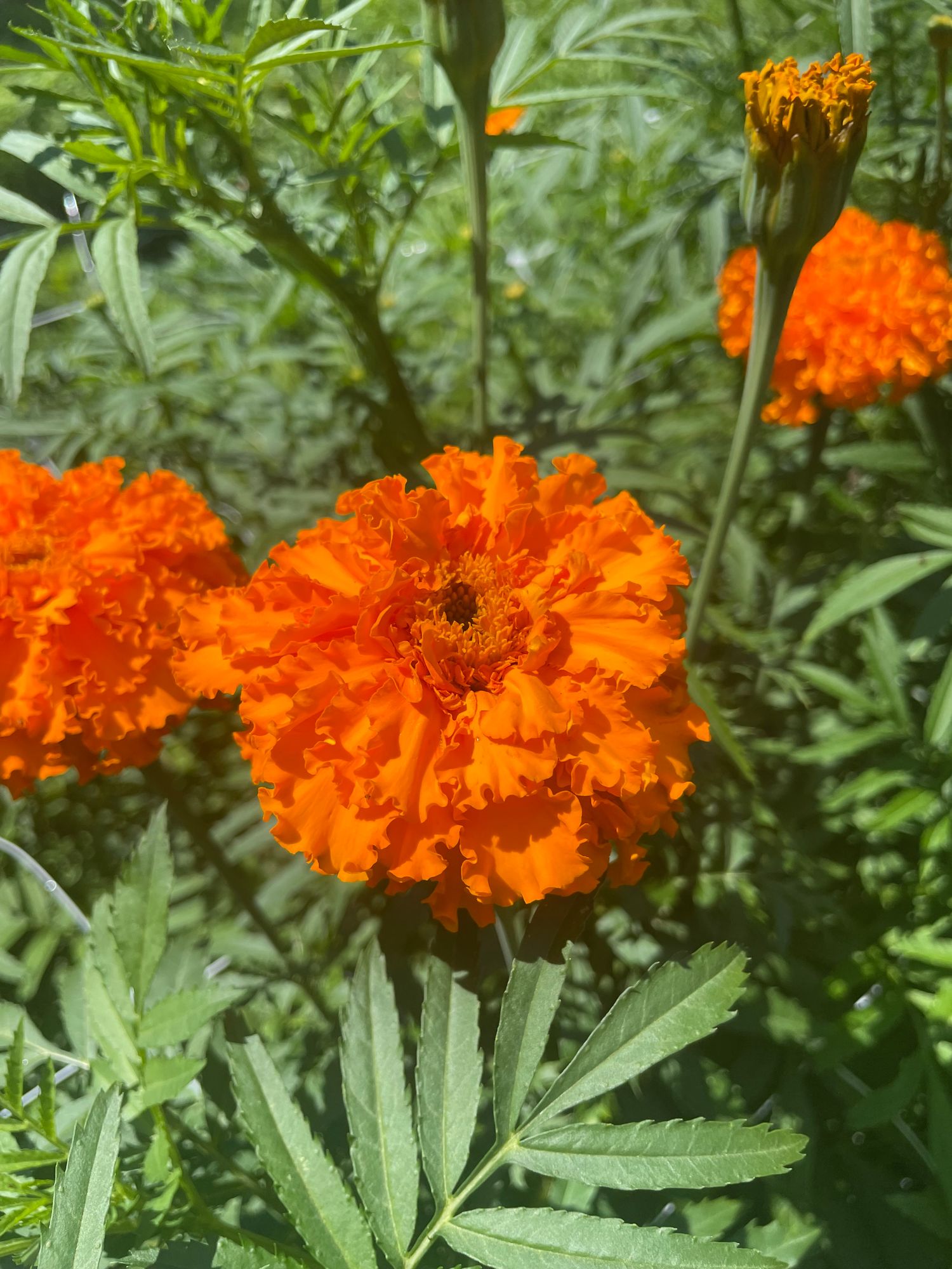 TAGETES erecta