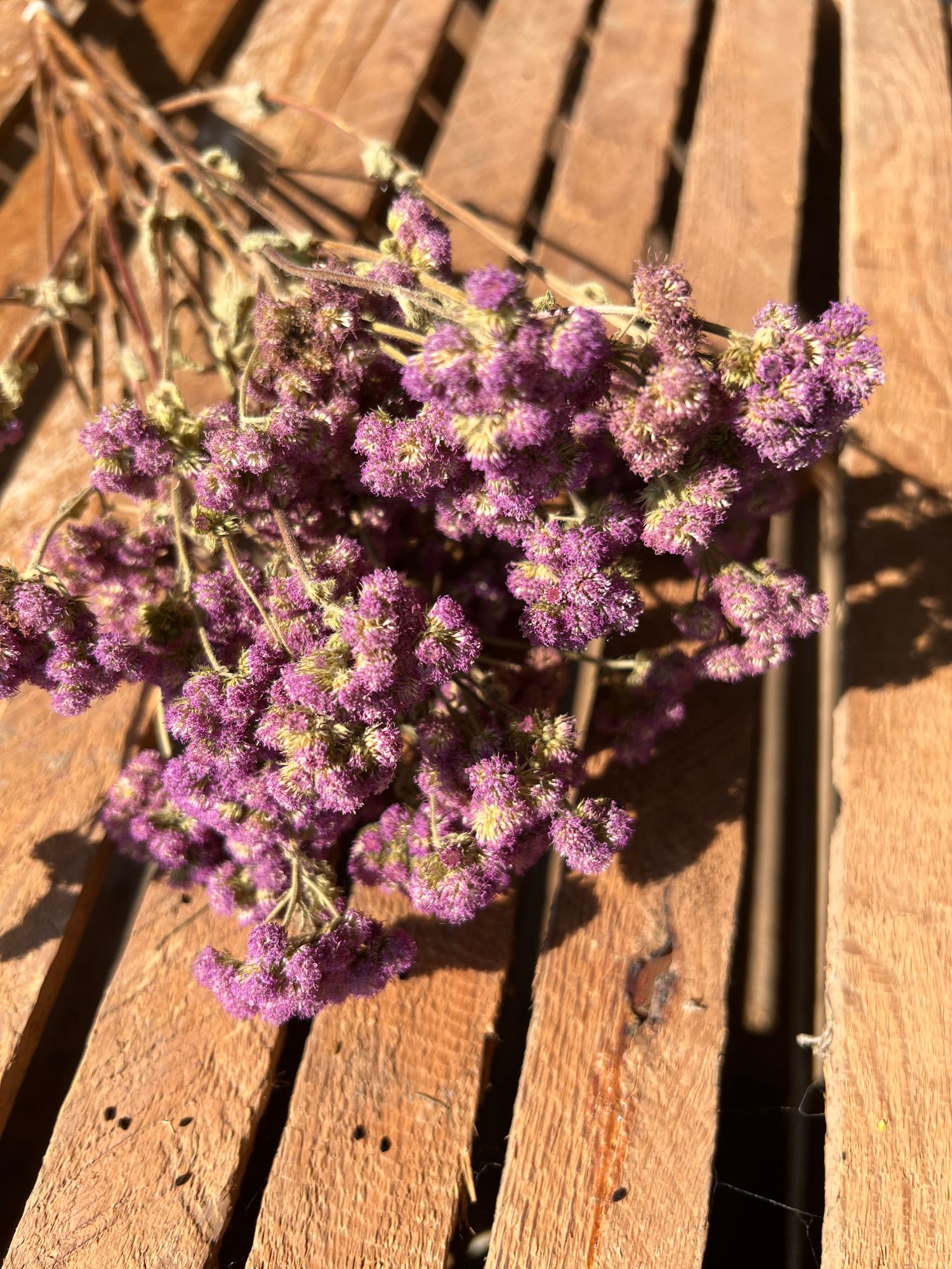 AGERATUM houstonianum Tall Blue Planet