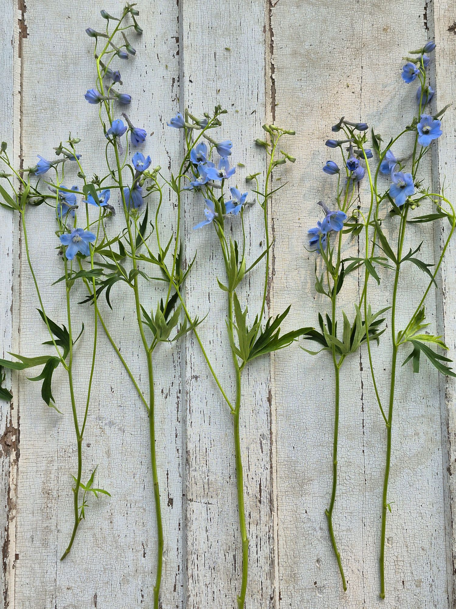 DELPHINIUM
