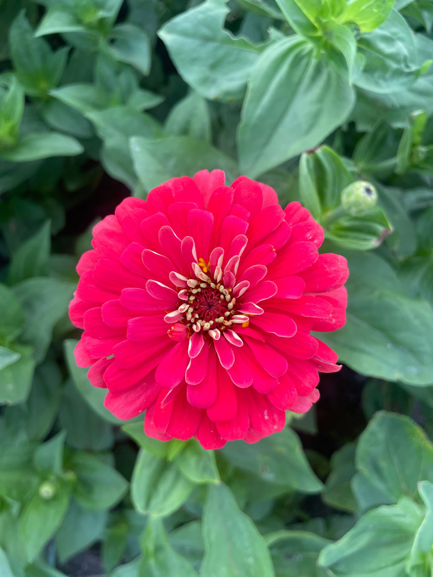 ZINNIA elegans Benarys Giant