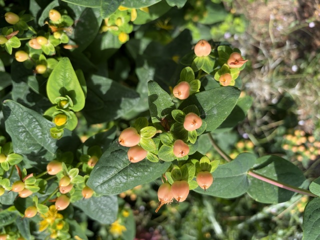 HYPERICUM androsaemum
