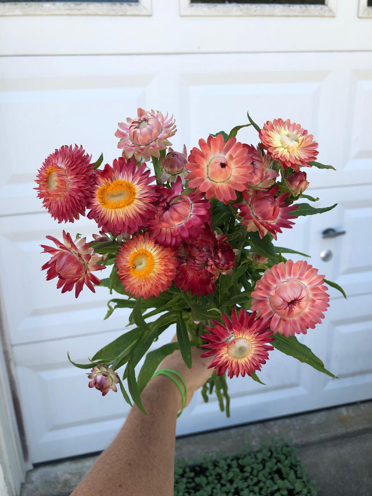XEROCHRYSUM bracteatum Apricot Peach