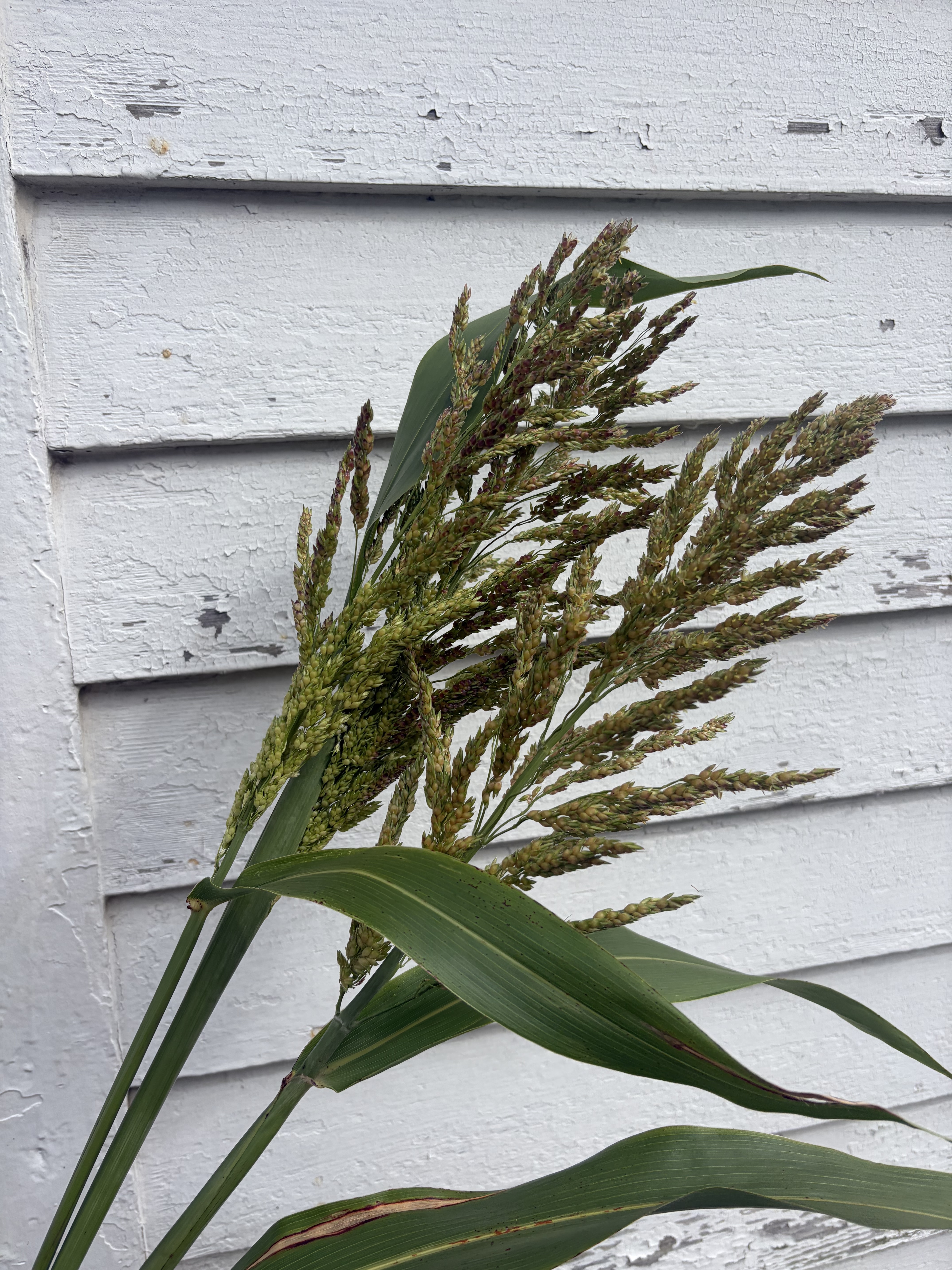 SORGHUM x drummondii