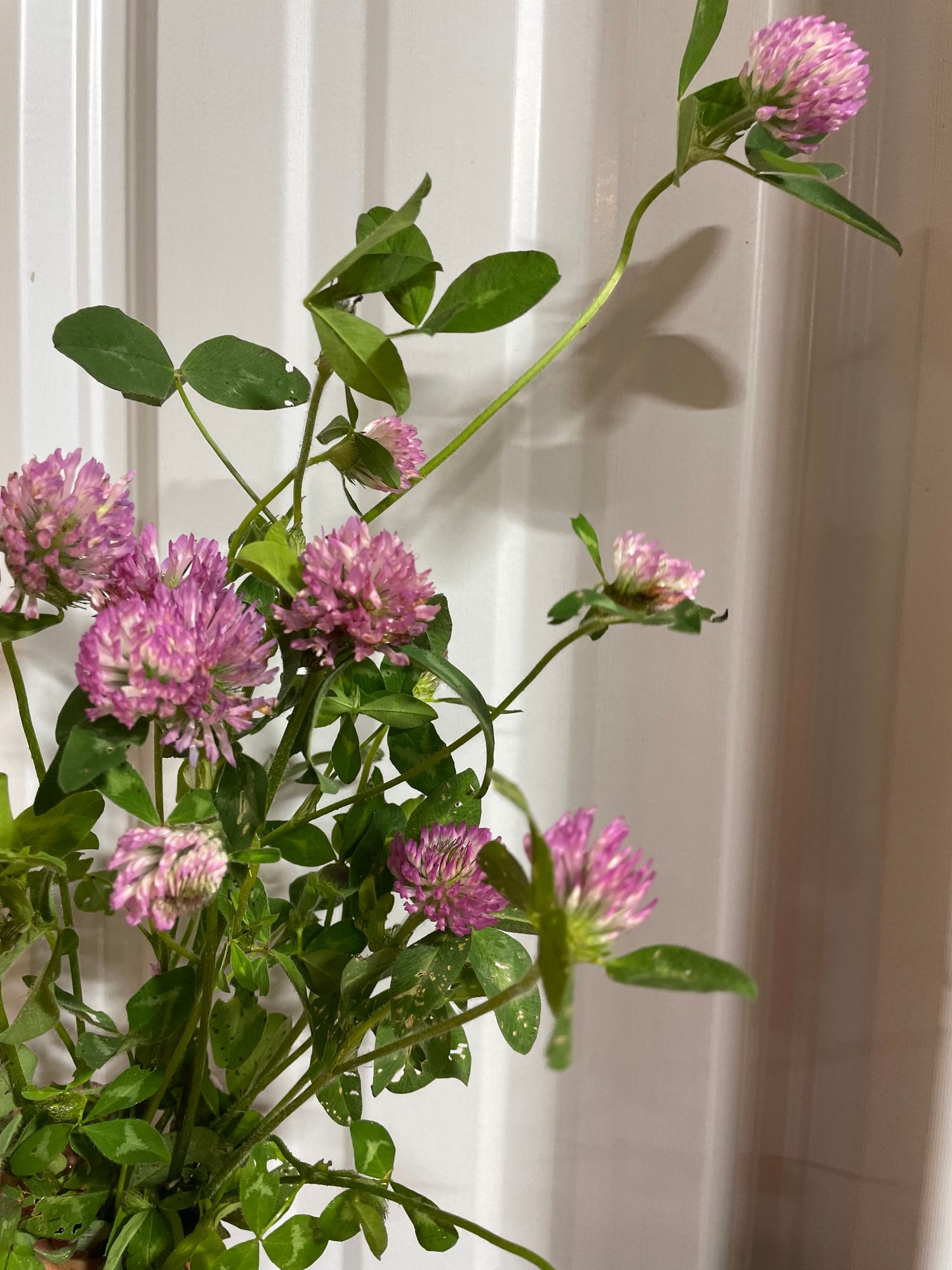 MELILOTUS officinalis