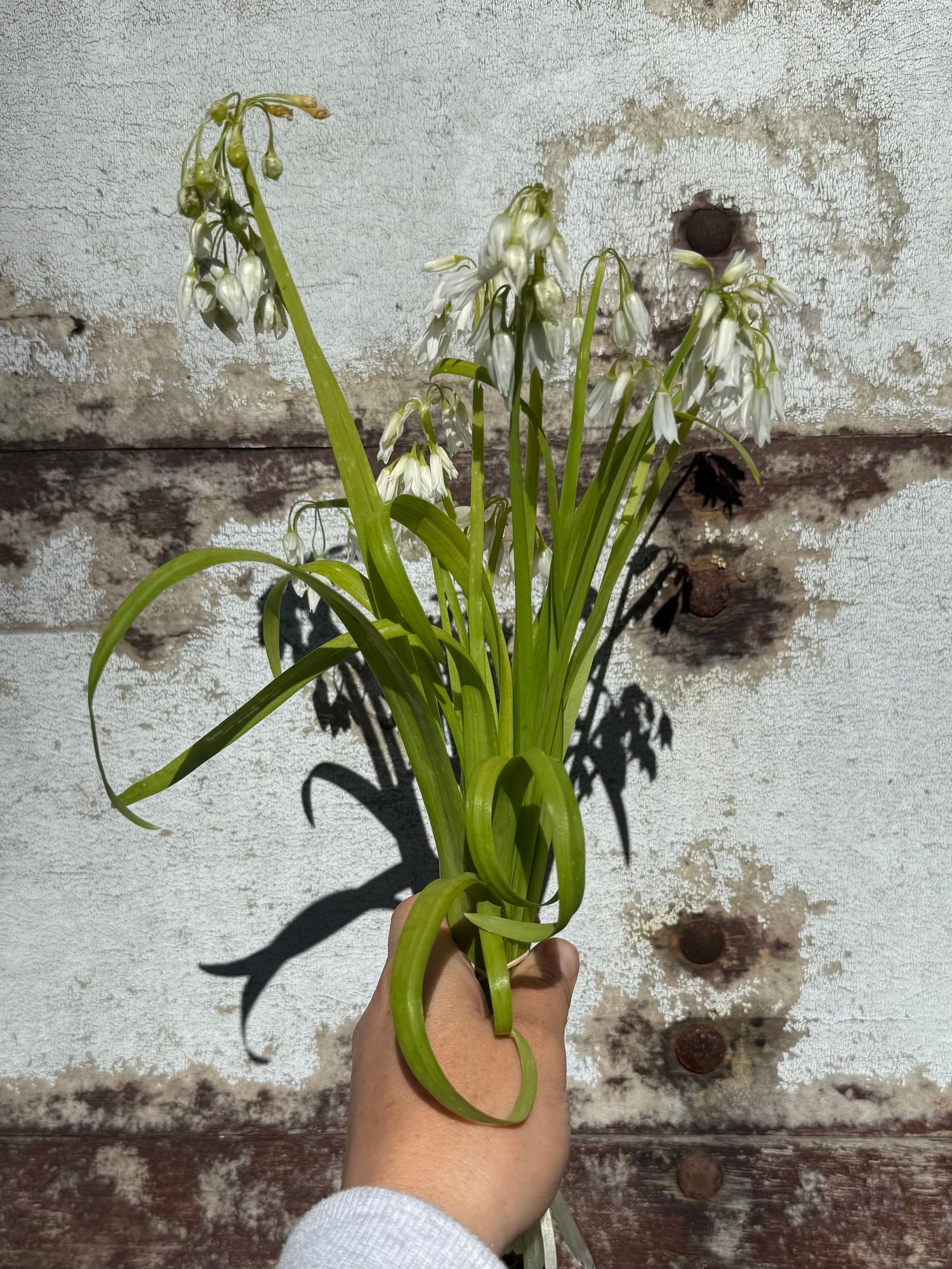 ALLIUM vineale Hair