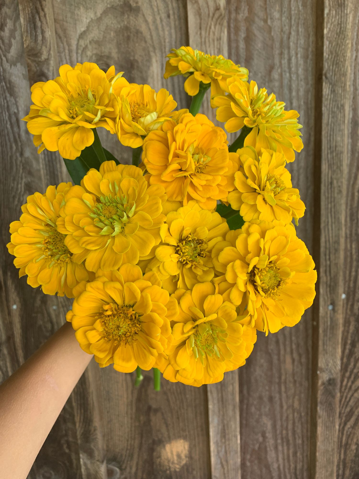 ZINNIA elegans Benarys Giant