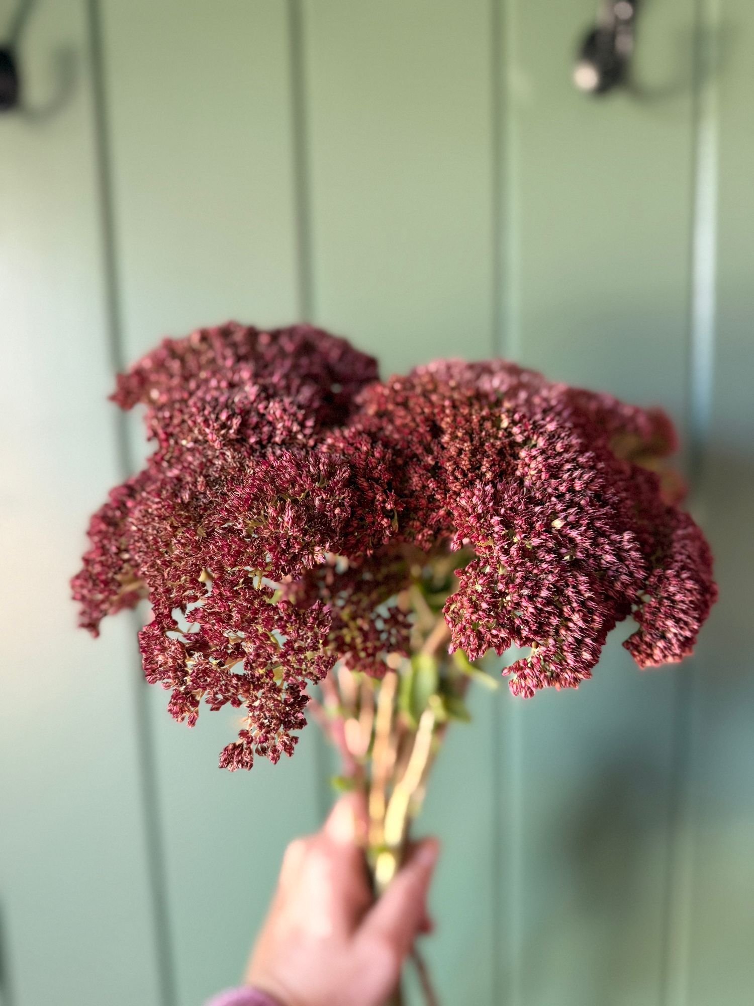 HYLOTELEPHIUM spectabile Autumn Joy