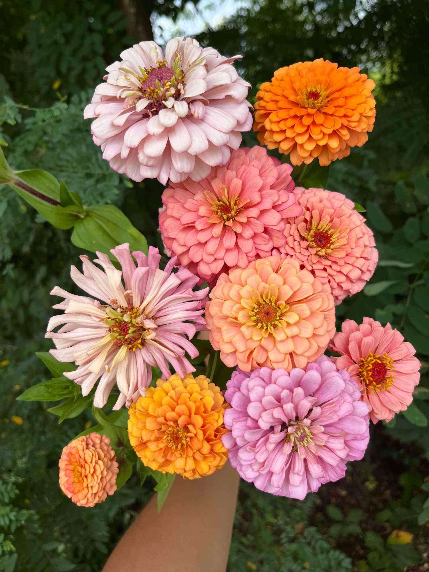 ZINNIA