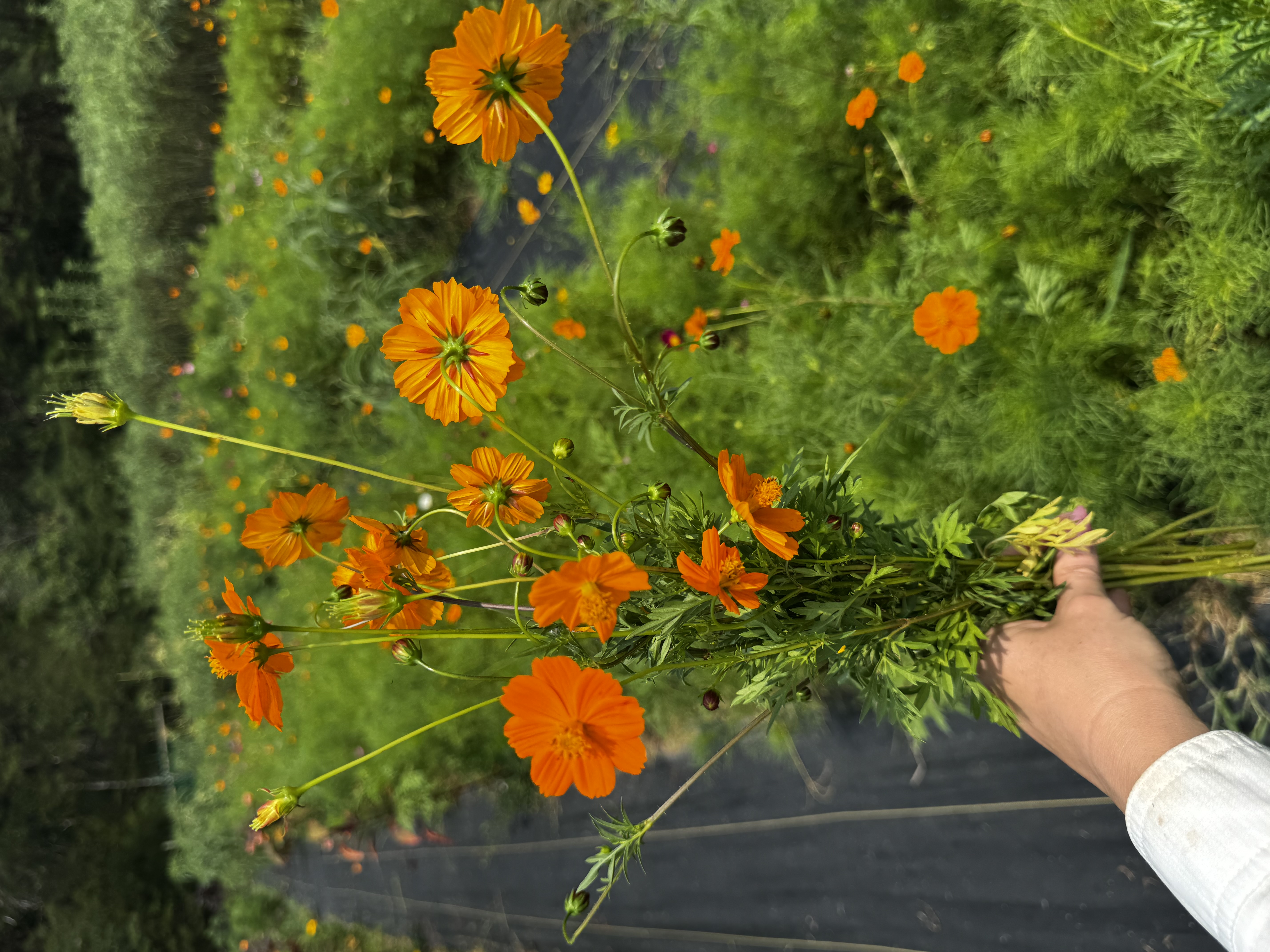 COSMOS sulphureus