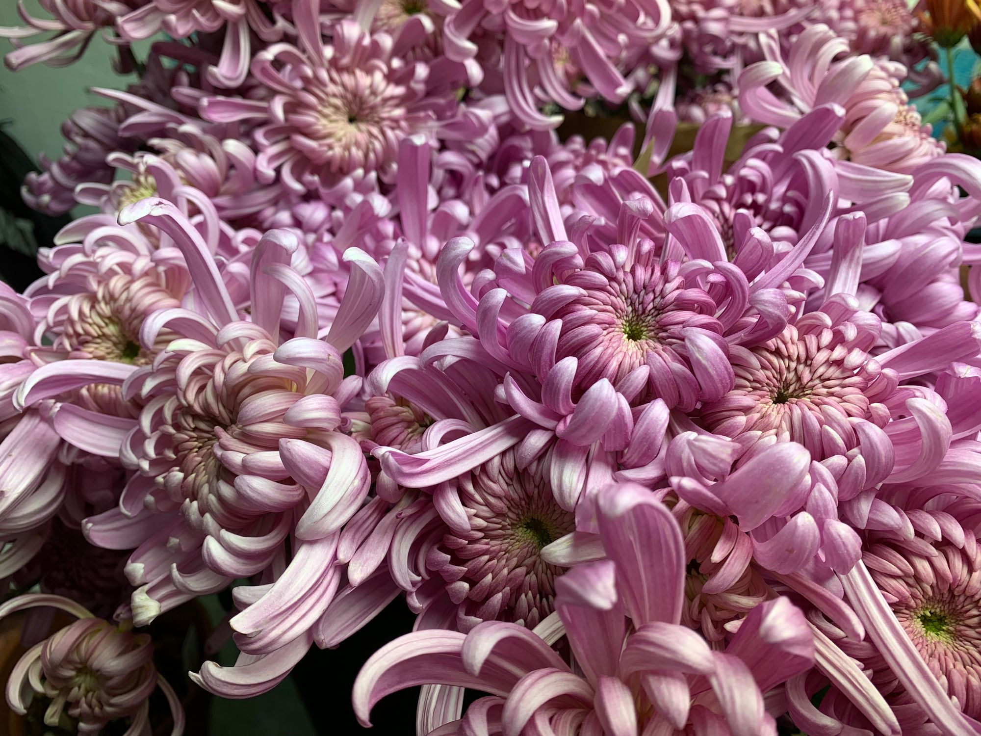 CHRYSANTHEMUM x Jefferson Park