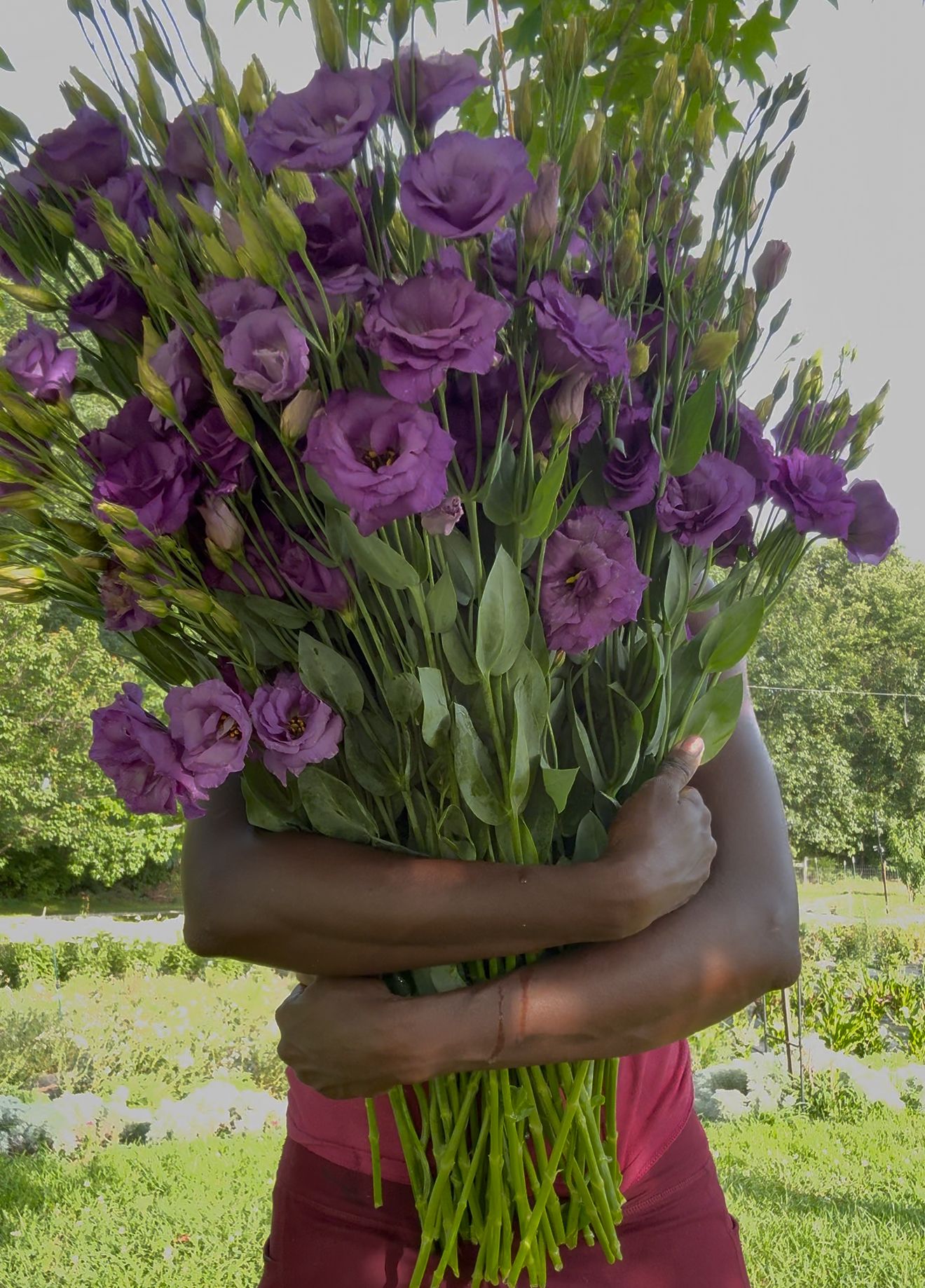 EUSTOMA grandiflorum