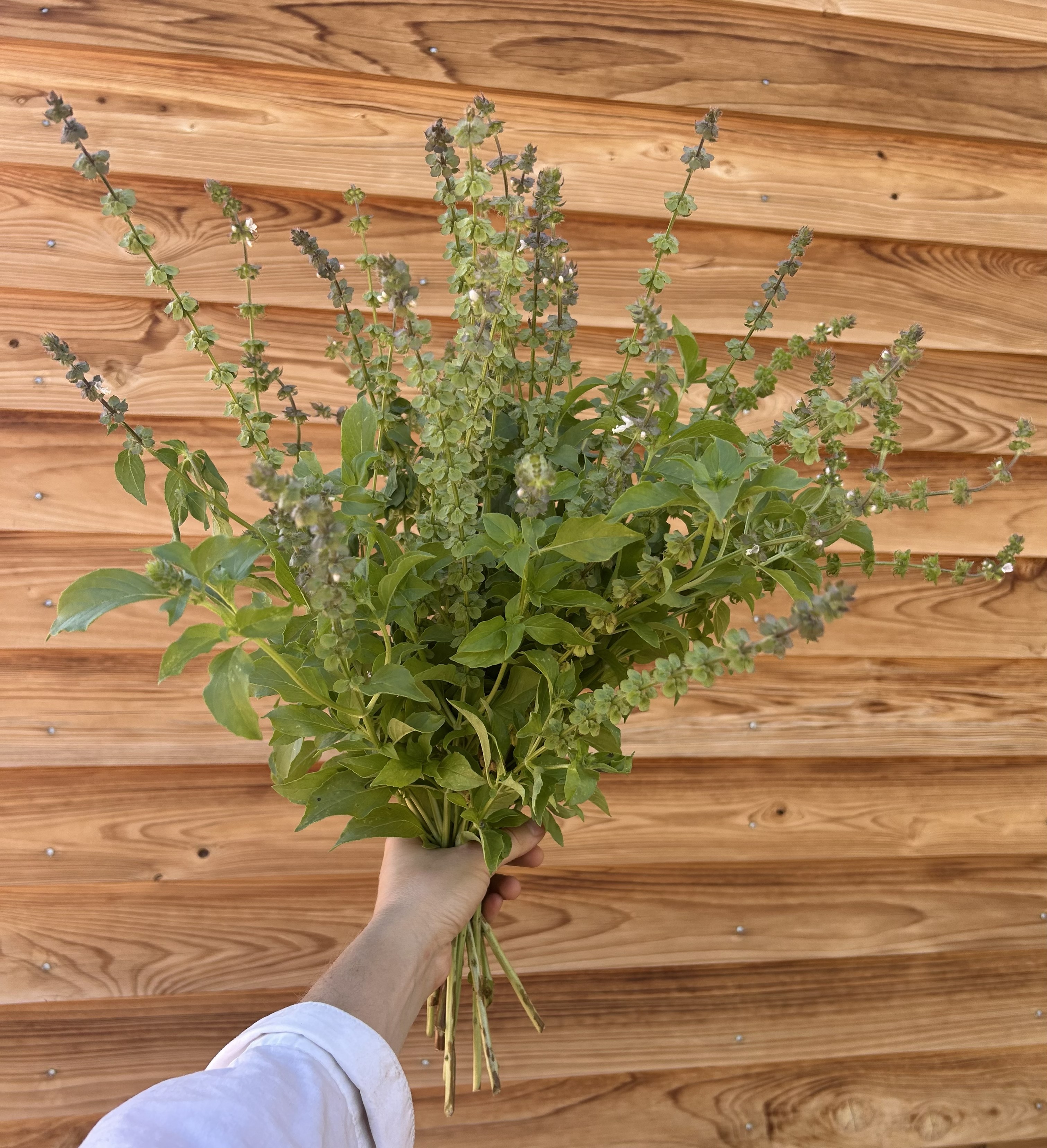 OCIMUM basilicum Citriodora