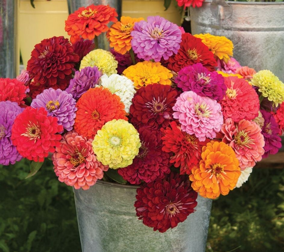 ZINNIA elegans Benarys Giant