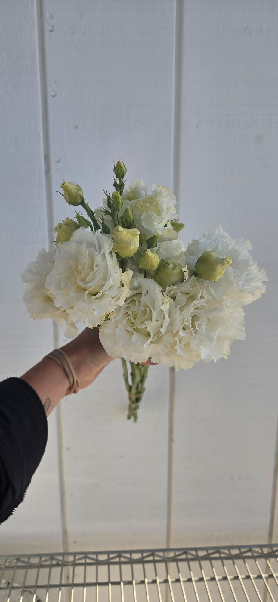 EUSTOMA grandiflorum Corelli