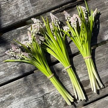 MUSCARI Pink Surprise