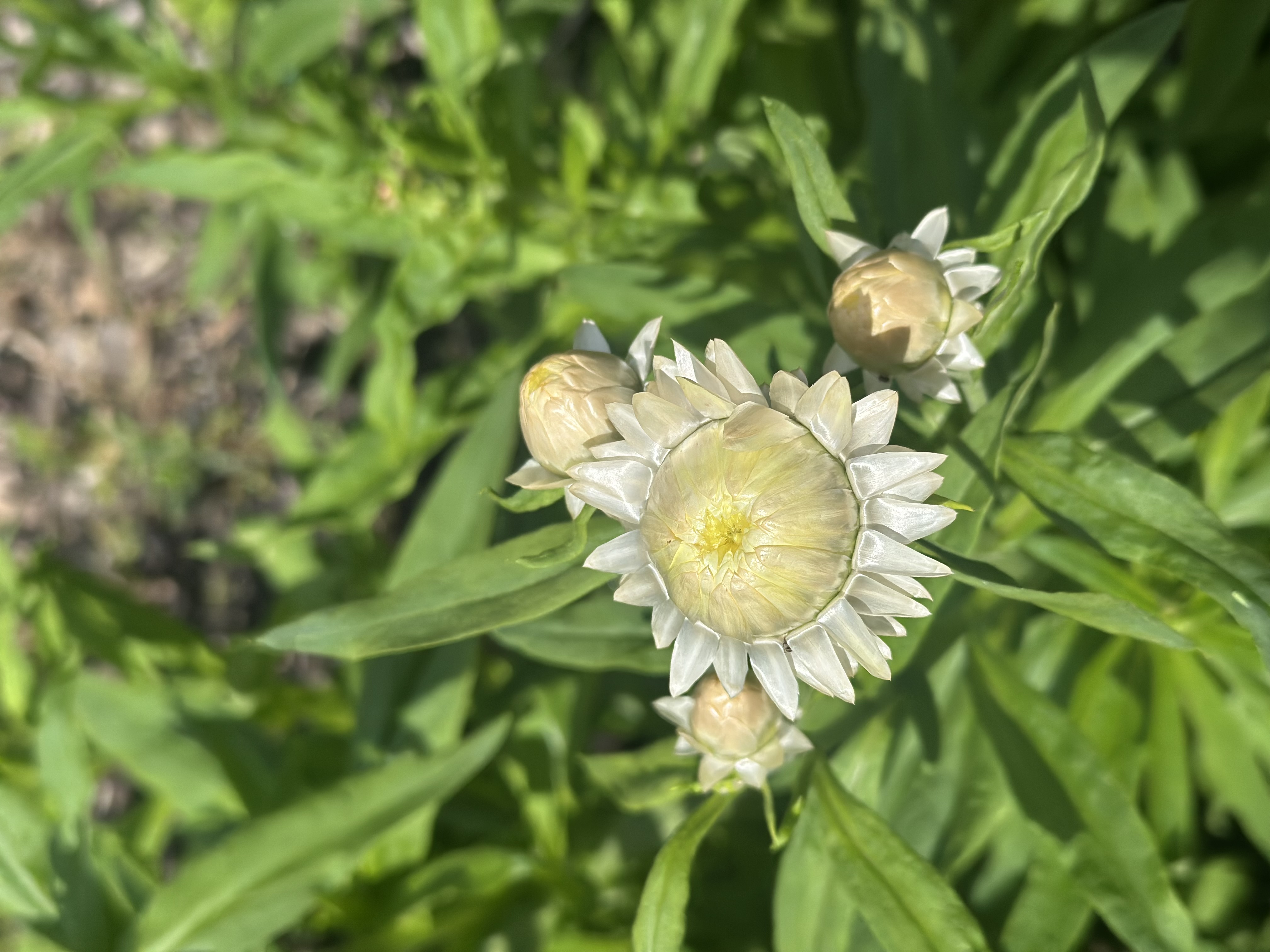 XEROCHRYSUM bracteatum Creamy White