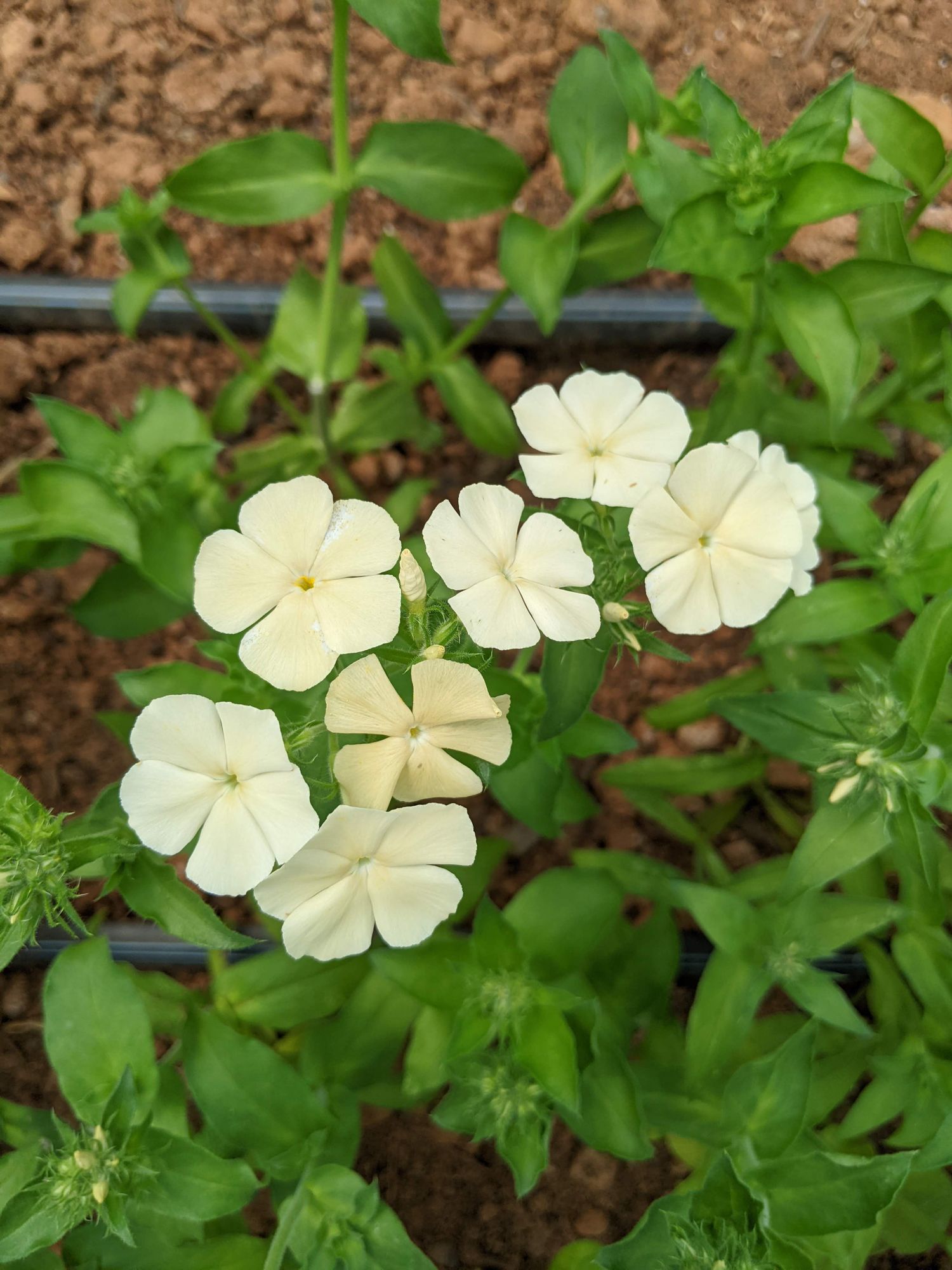 PHLOX drummondii Dulce de Leche