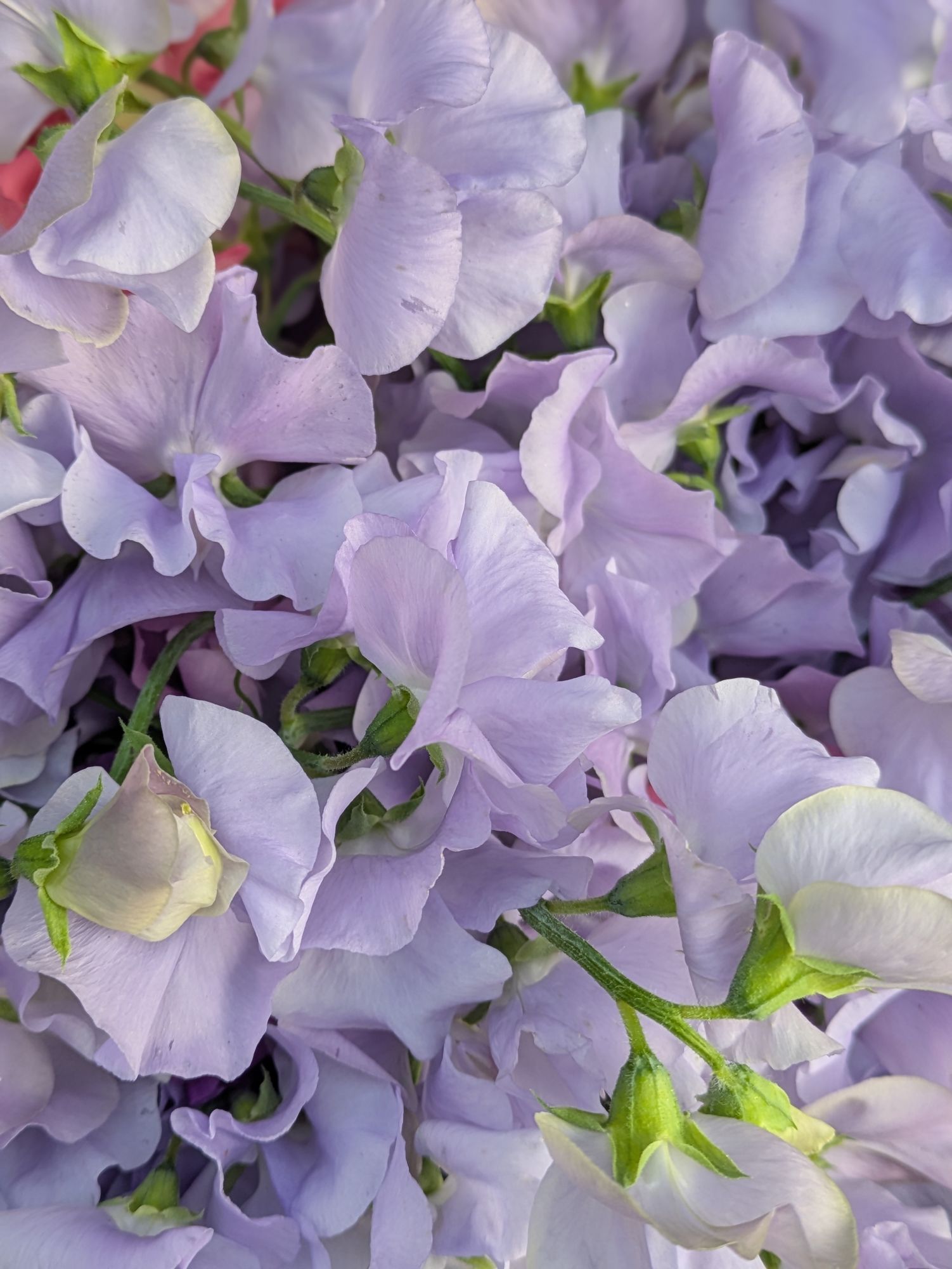 LATHYRUS odoratus Winter Sunshine Lavender
