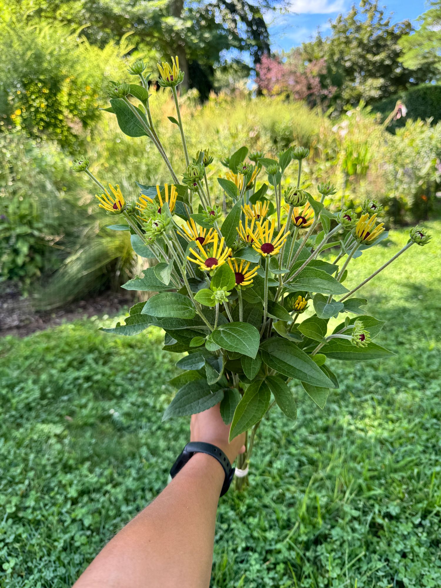 RUDBECKIA subtomentosa Henry Eilers